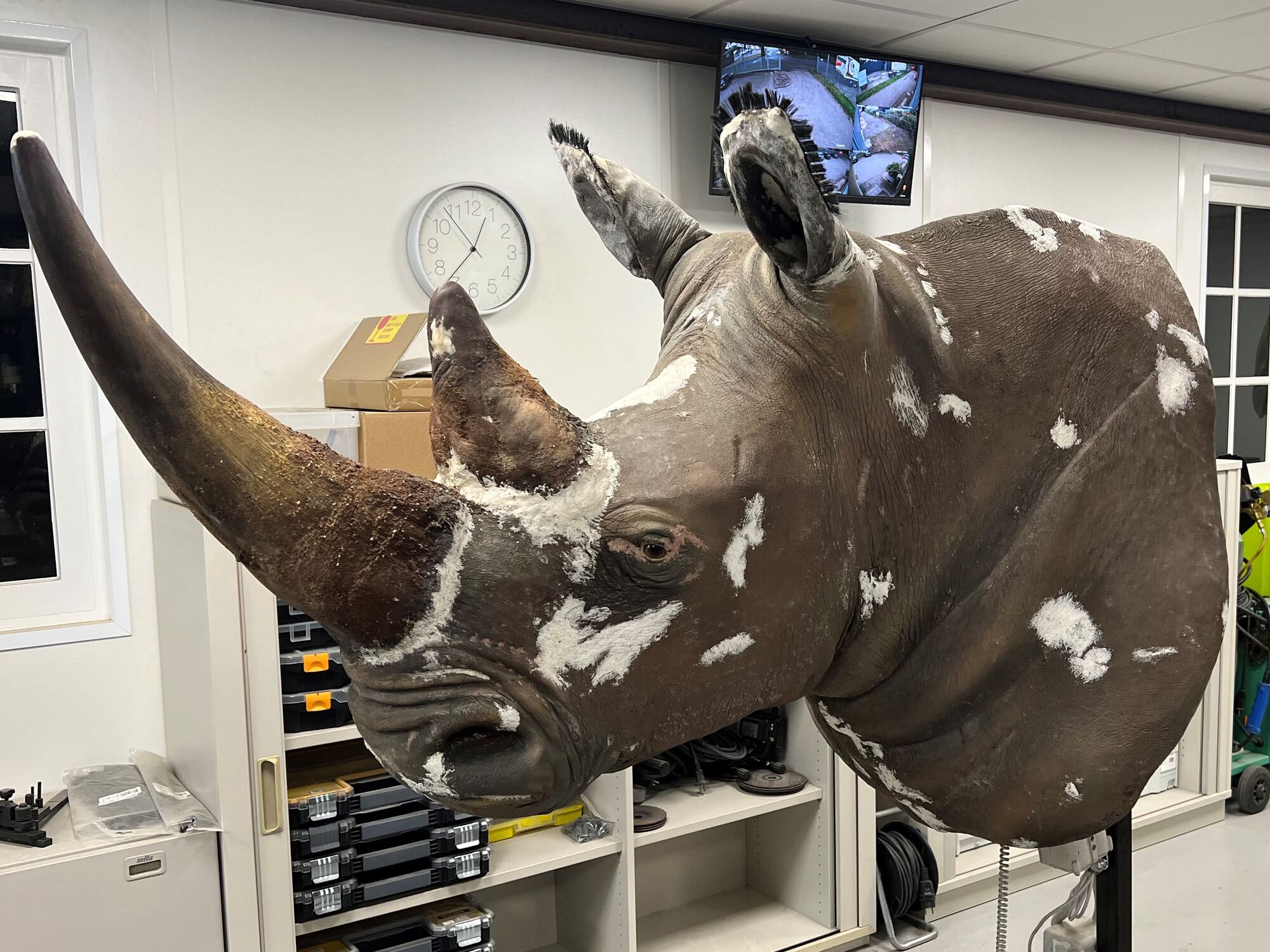 Example of restoration of a rhinoceros