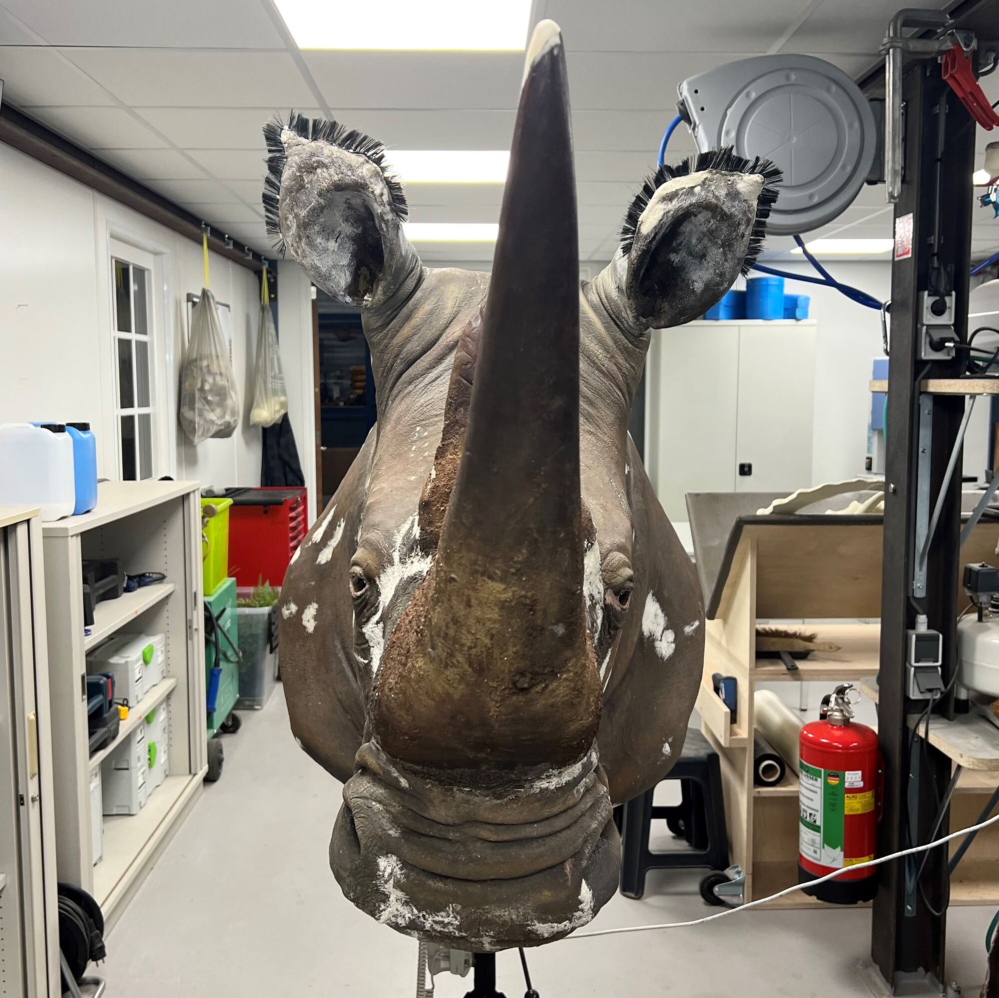 Taxidermy rhinoceros during restoration