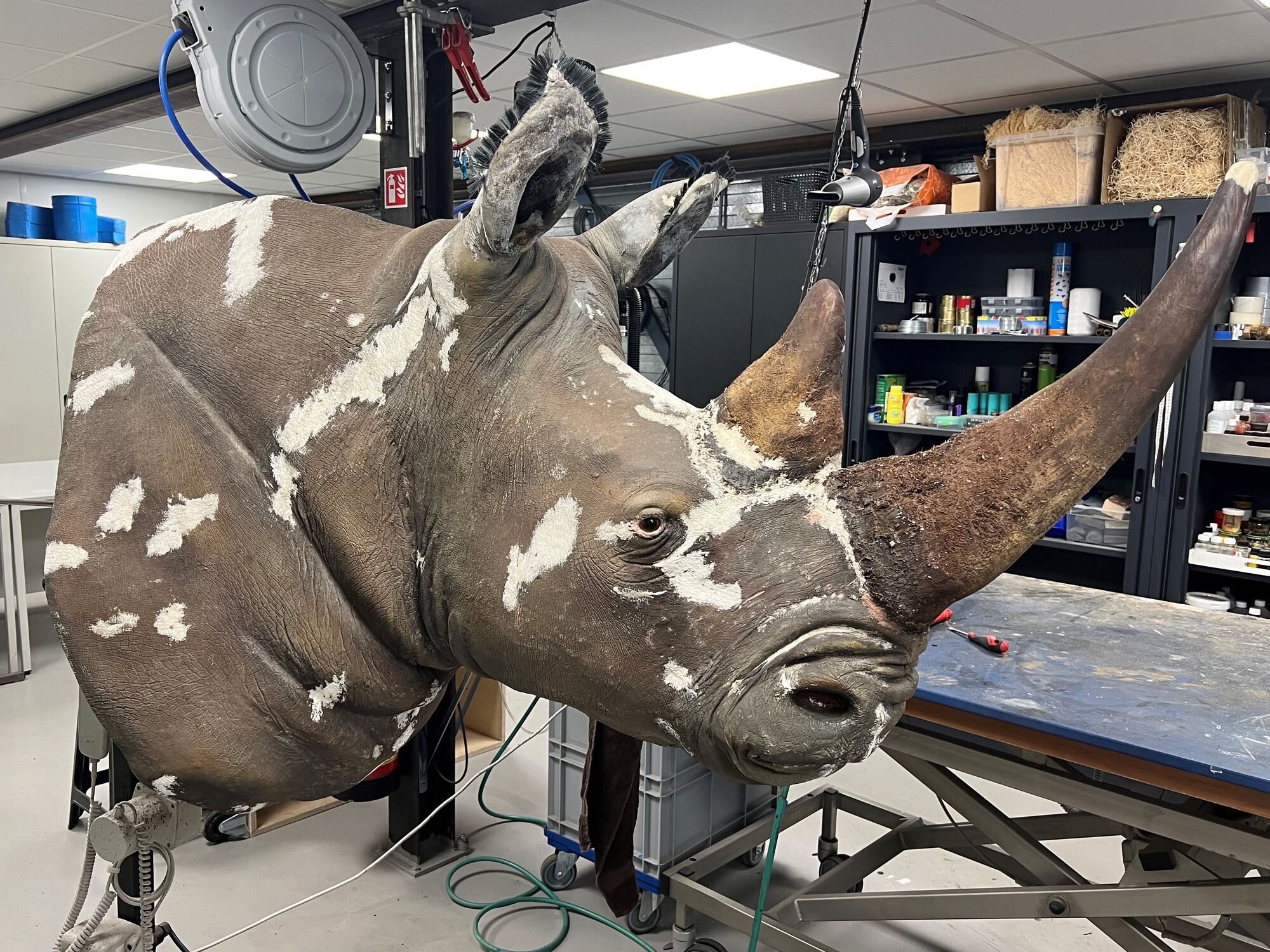 Restored taxidermy rhinoceros