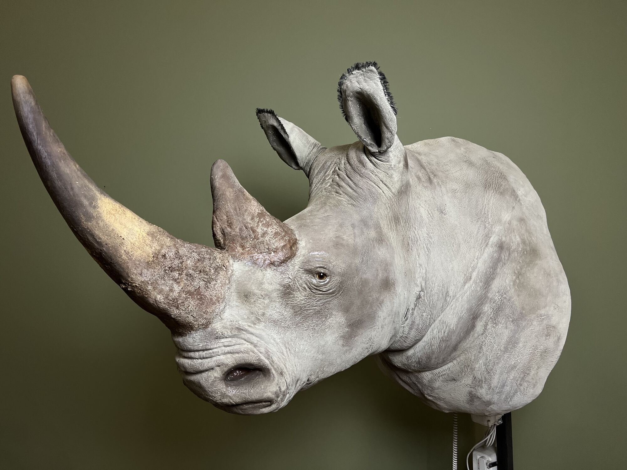Example of restoration work on a rhinoceros