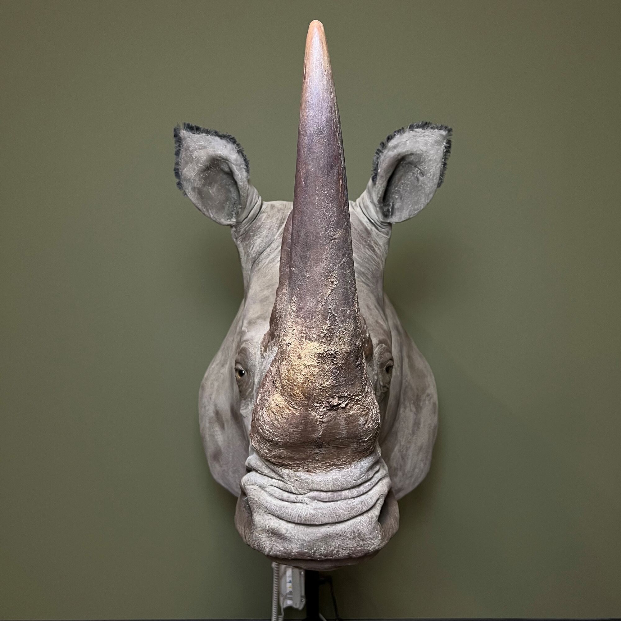 Detail of restoration of a taxidermy rhinoceros