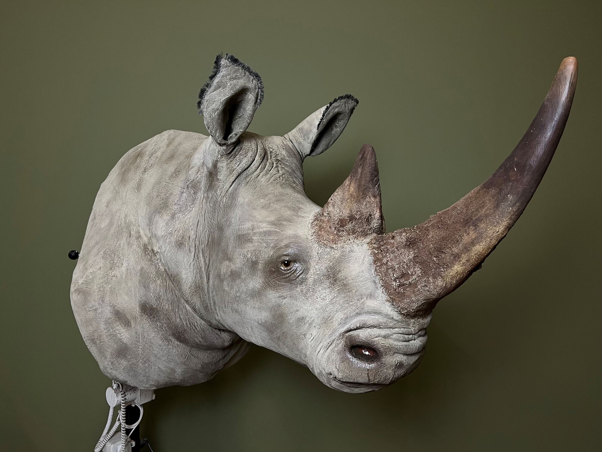 Result of restoration of a rhinoceros