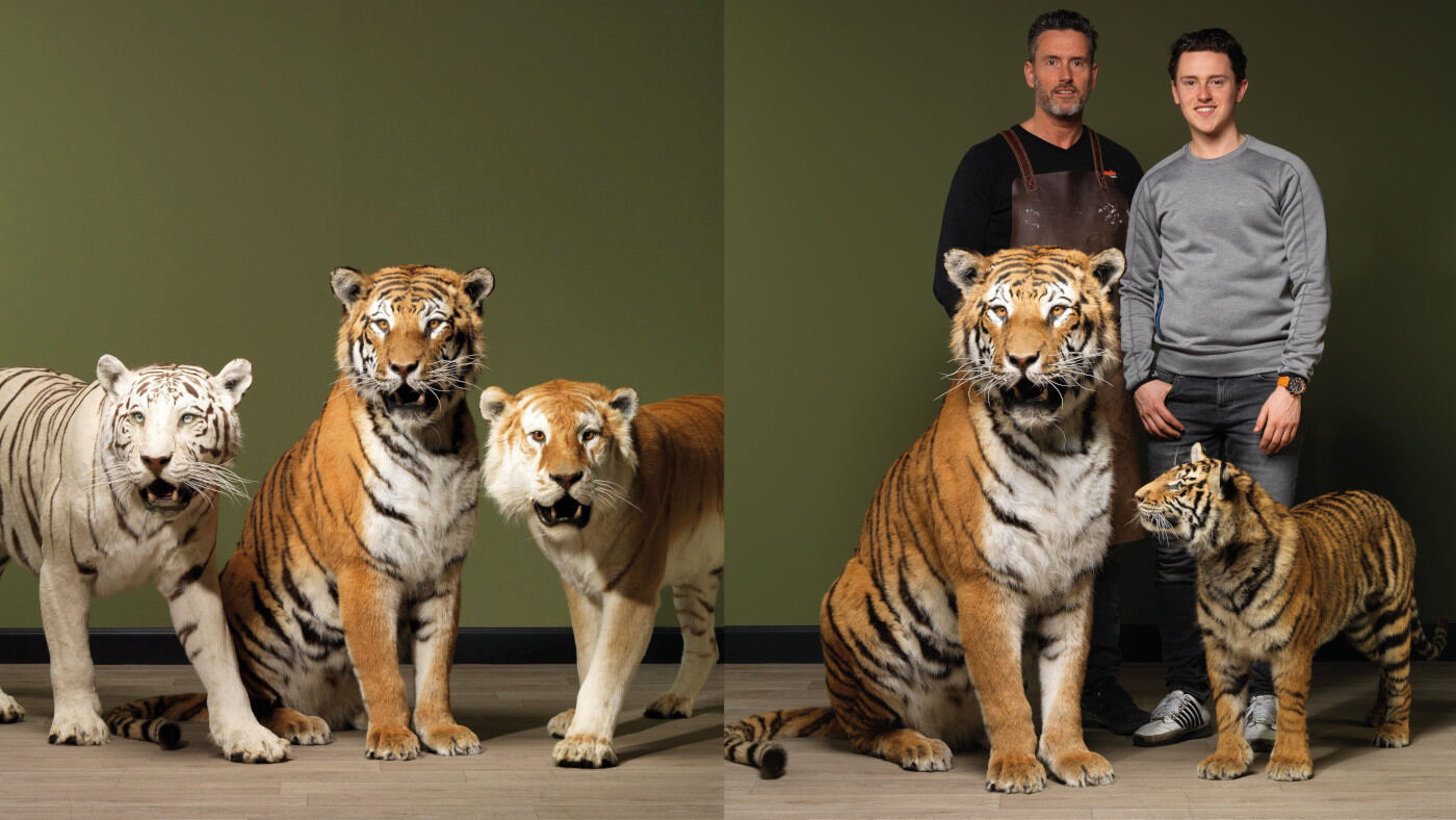 Taxidermy Tigers By Max