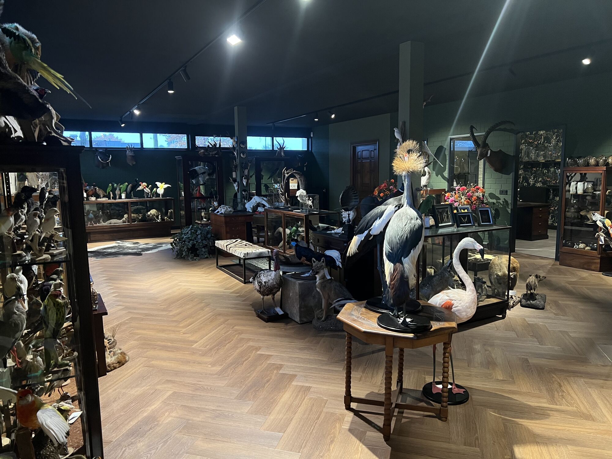 By Max showroom in Helmond with taxidermy animals and special naturalia