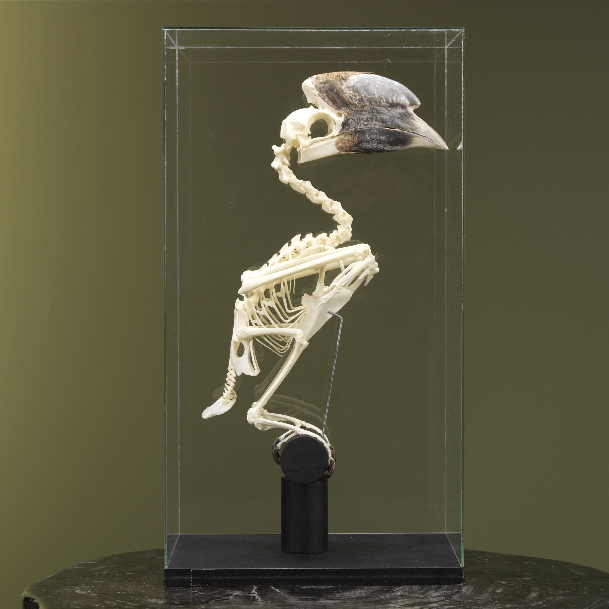 Skulls
